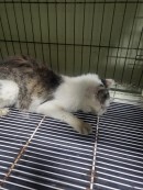 종료(자연사) 한국…